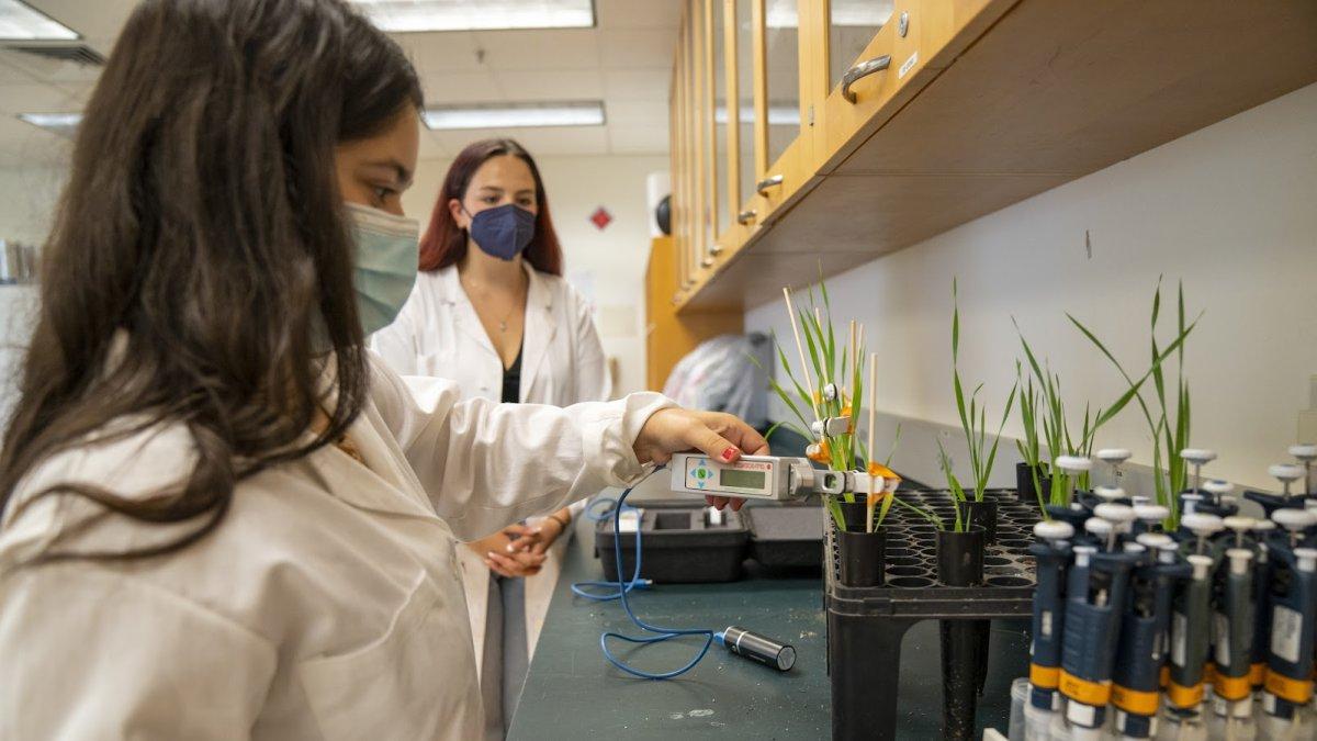 两个学生在实验室研究植物病毒